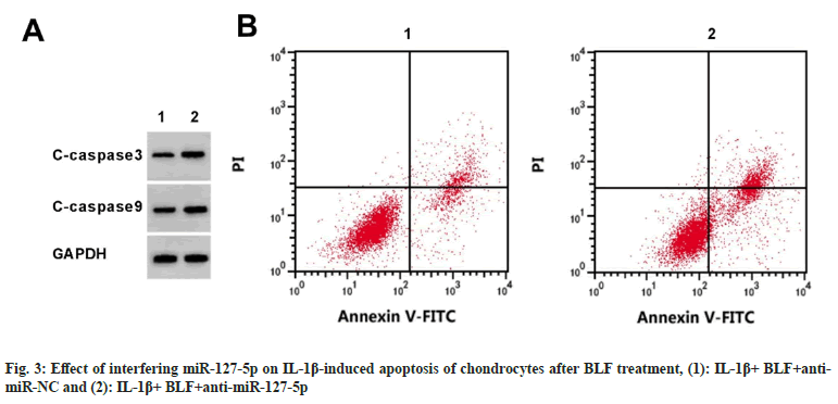 chondrocytes