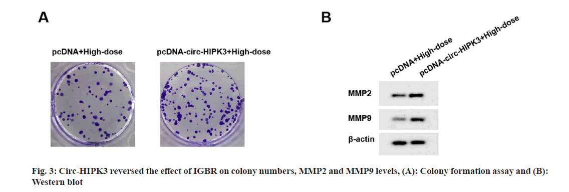 IJPS-colony-numbers