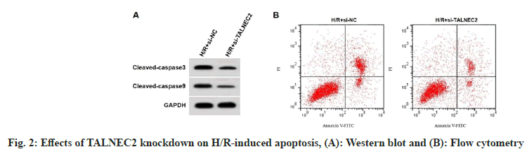 cytometry