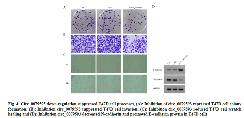 IJPS-down-regulation