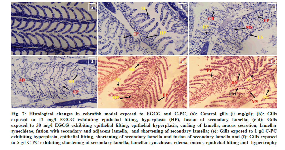 IJPS-epithelial