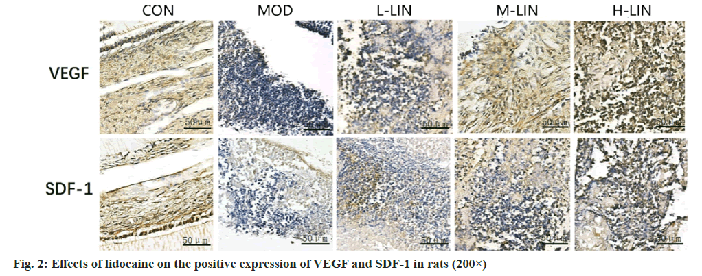 IJPS-expression