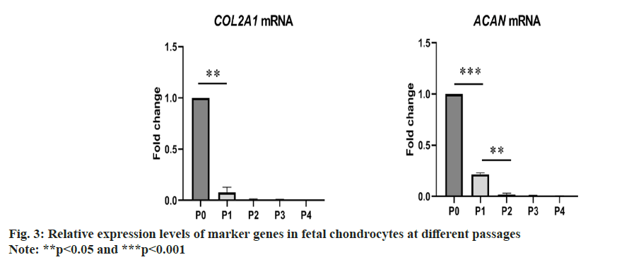 IJPS-fetal-chondrocytes