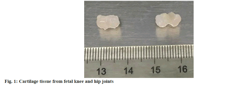 IJPS-fetal-knee