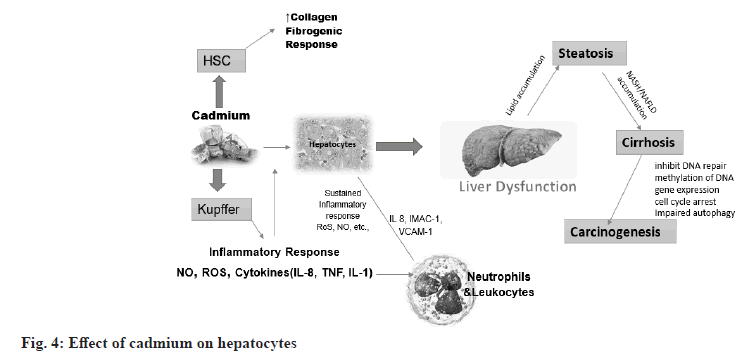 hepatocytes