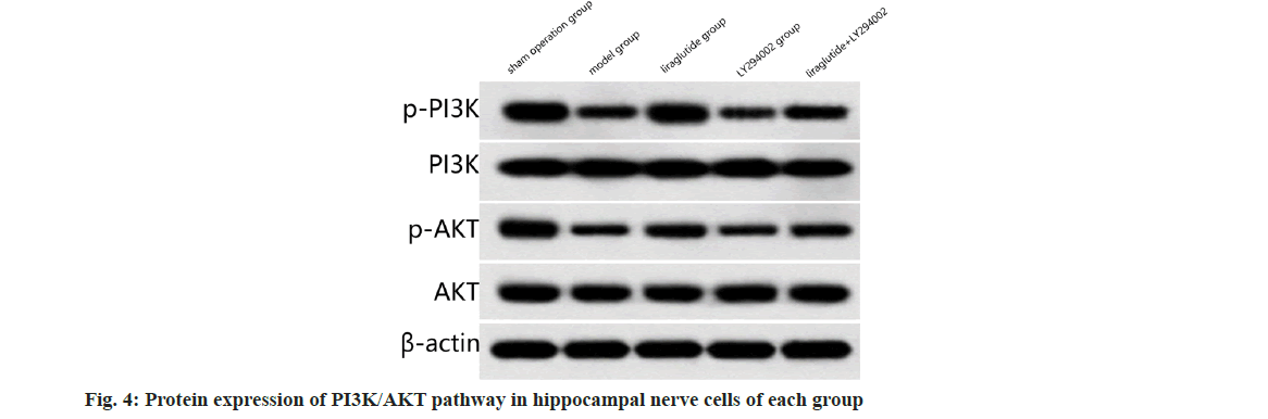 IJPS-hippocampal-nerve