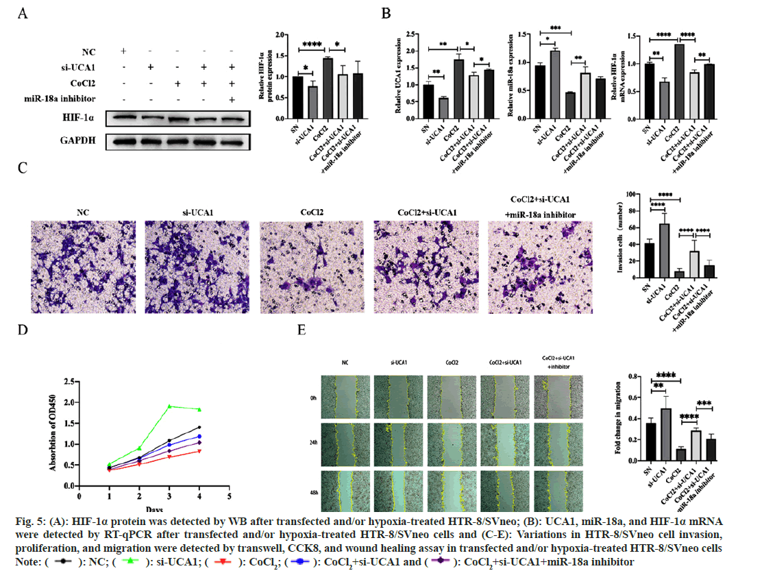 IJPS-hypoxia-treated