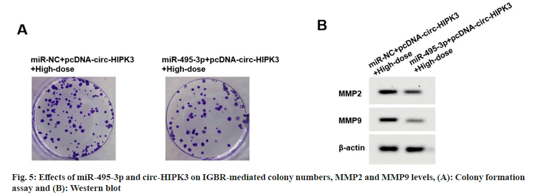 IJPS-igbr-mediated