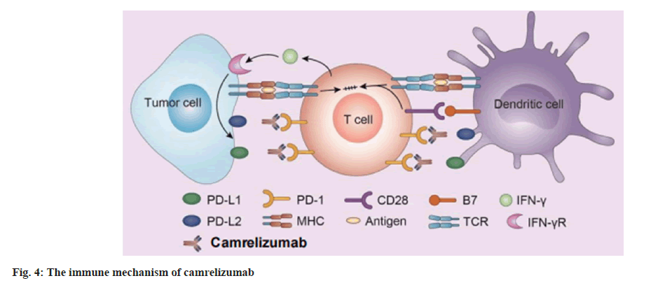 IJPS-immune-mechanism