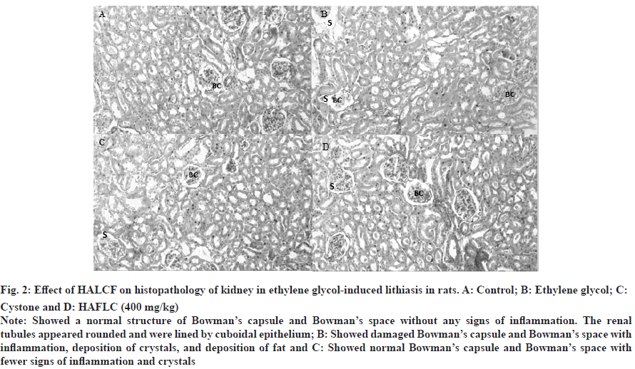 histopathology