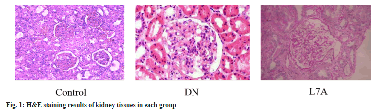 IJPS-kidney-tissues