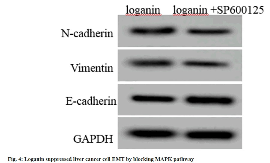 IJPS-liver