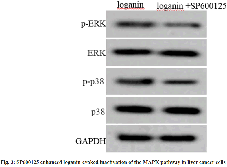 IJPS-loganin