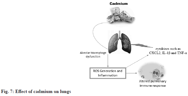 lungs
