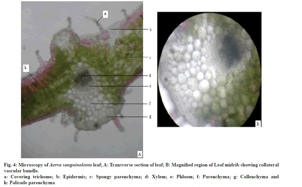 IJPS-midrib