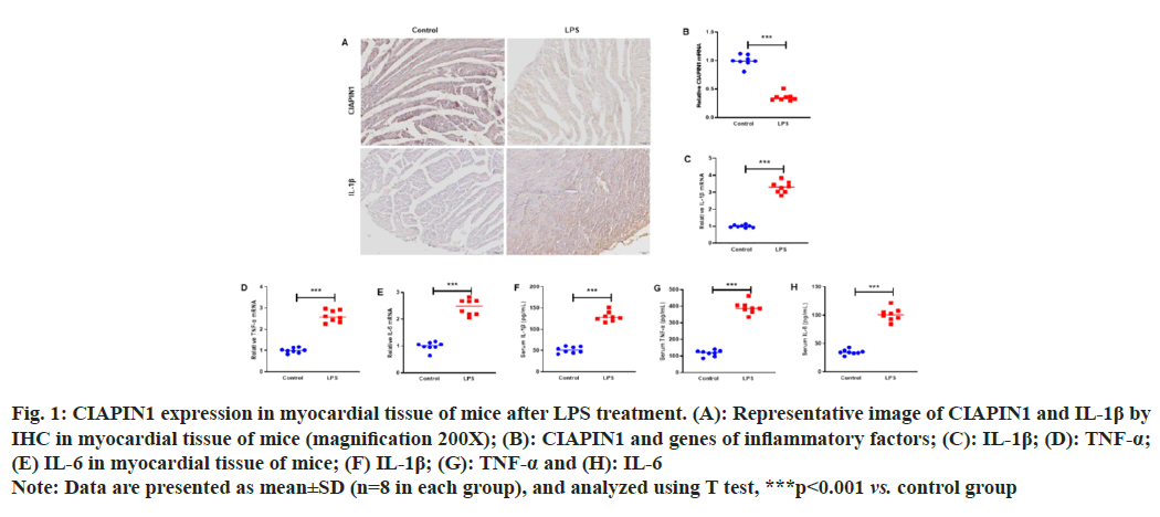 IJPS-myocardial