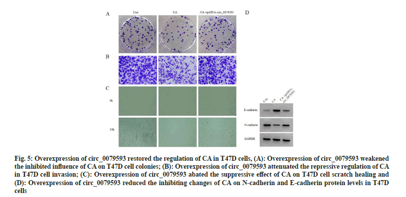 IJPS-overexpression