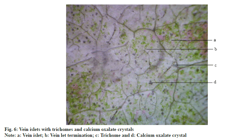 IJPS-oxalate