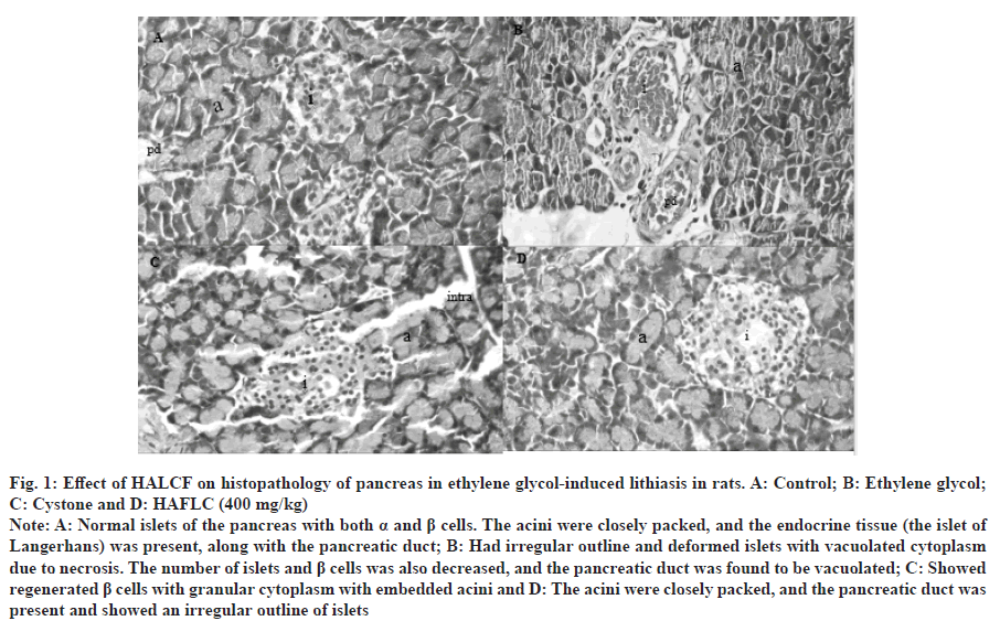pancreas