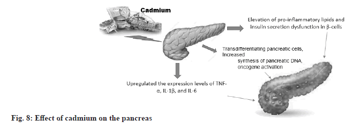 pancreas