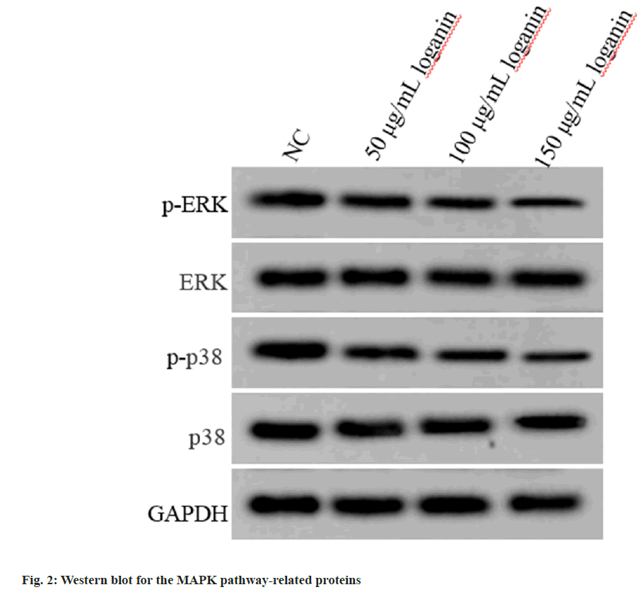 IJPS-pathway