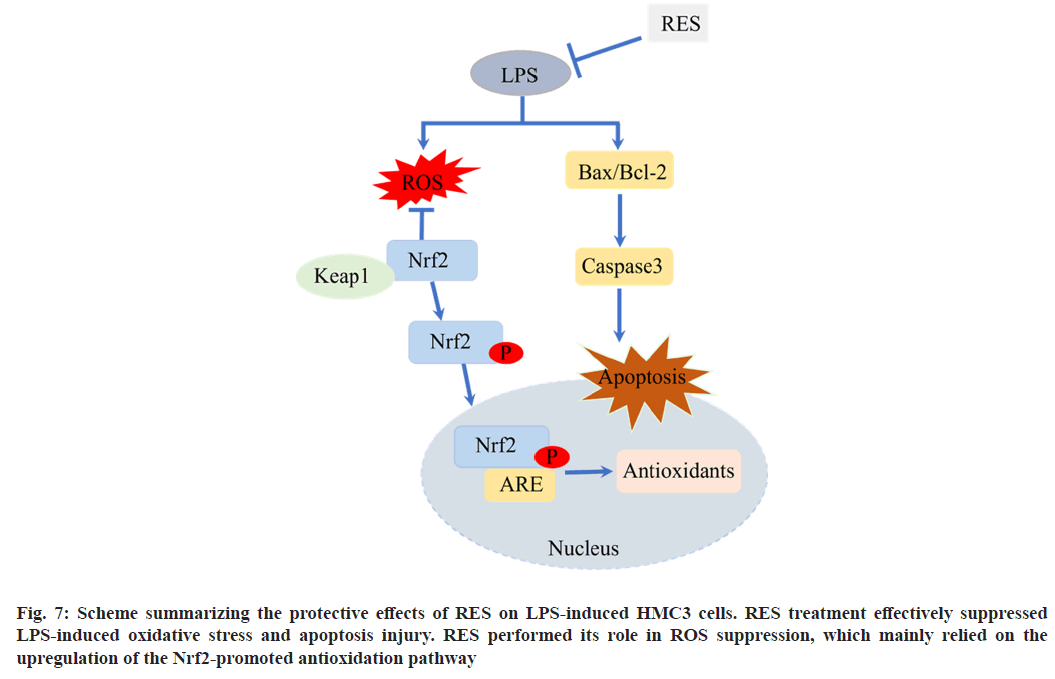 IJPS-pathway