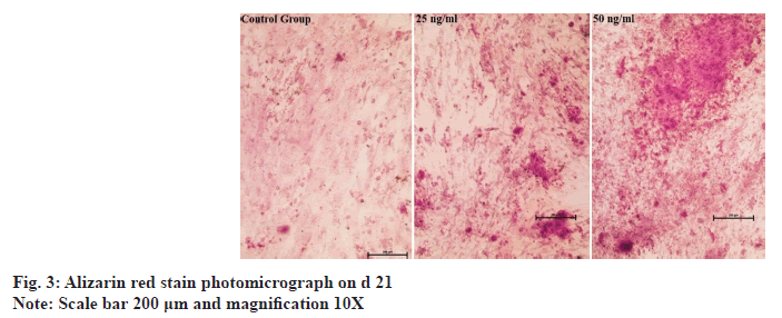 photomicrograph