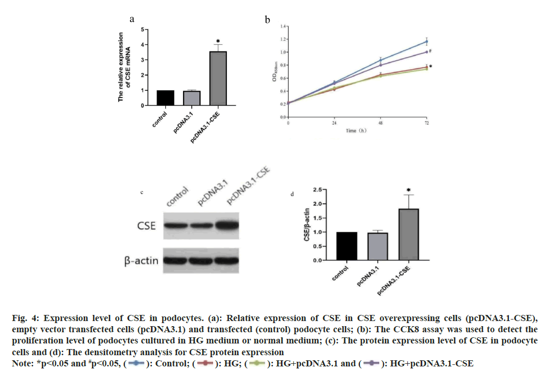 IJPS-podocytes