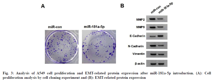 IJPS-proliferation
