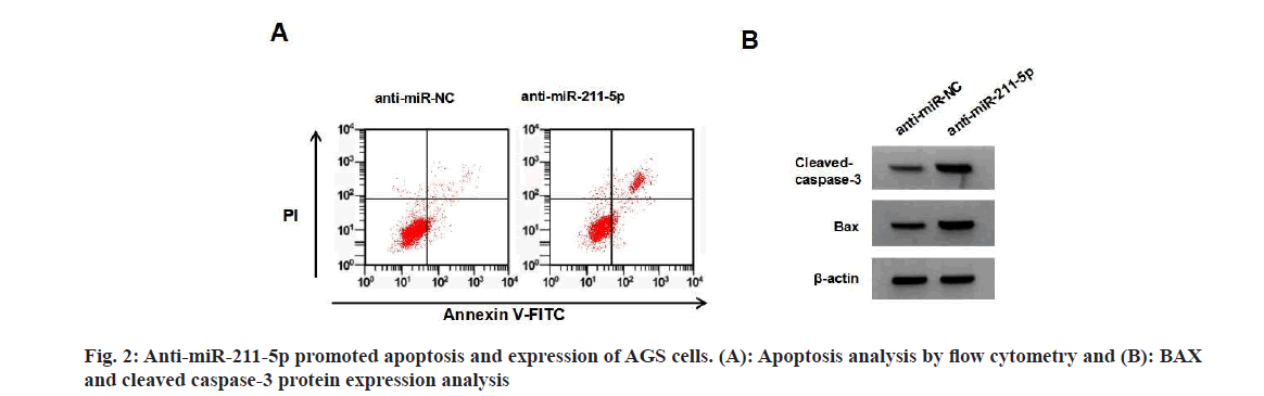 IJPS-promoted-apoptosis