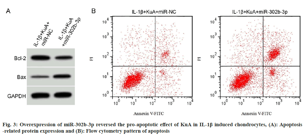 IJPS-protein