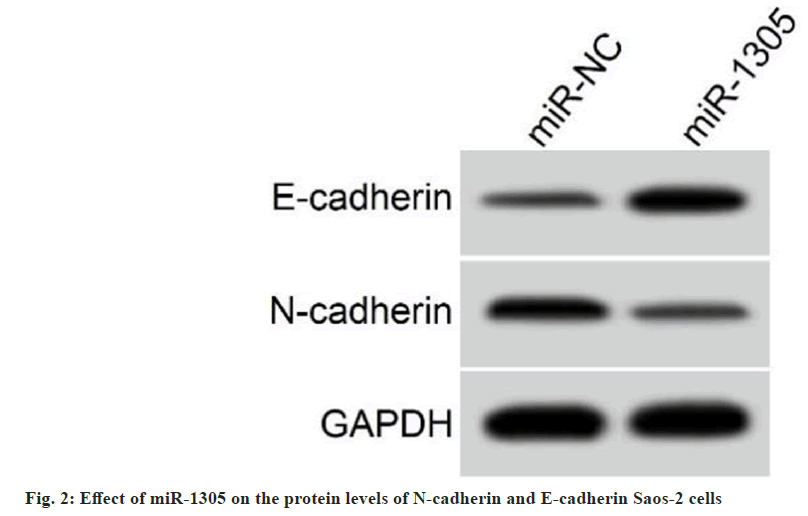 IJPS-protein