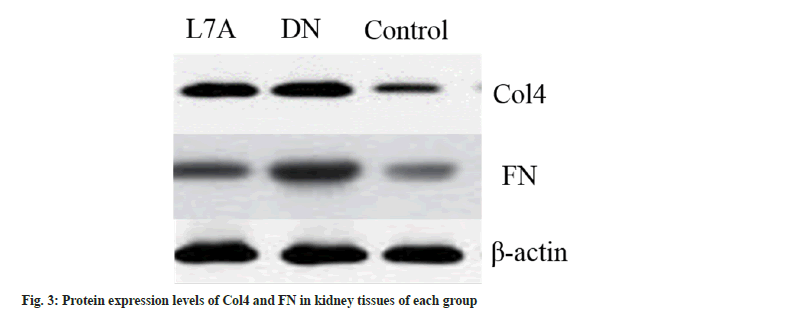 IJPS-protein-expression