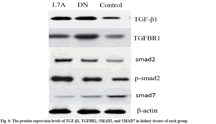 IJPS-protein-expression