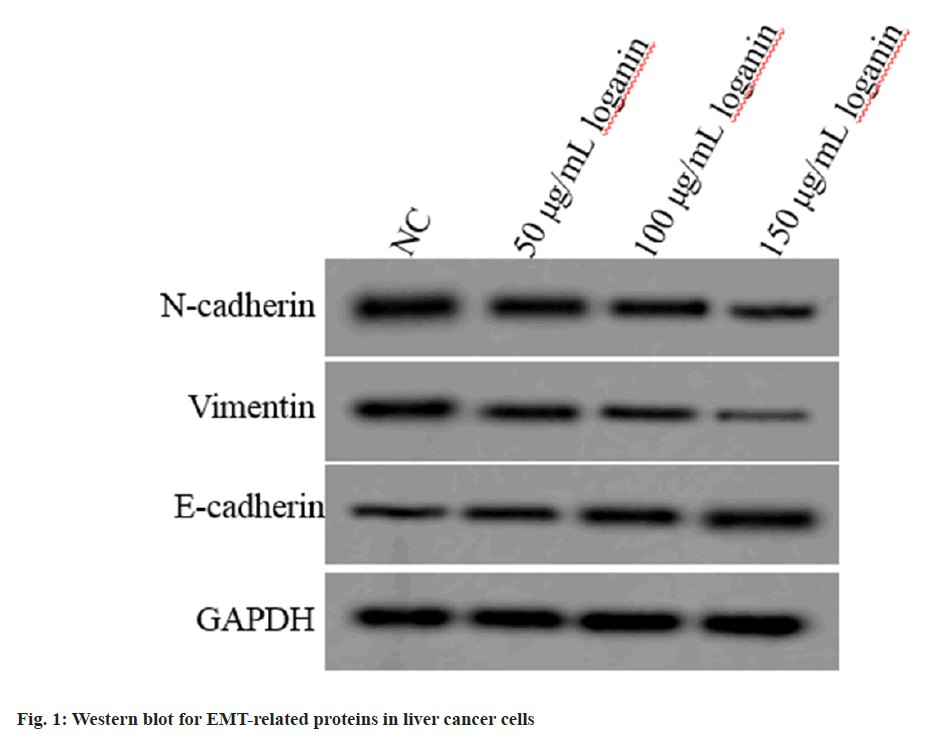 IJPS-proteins