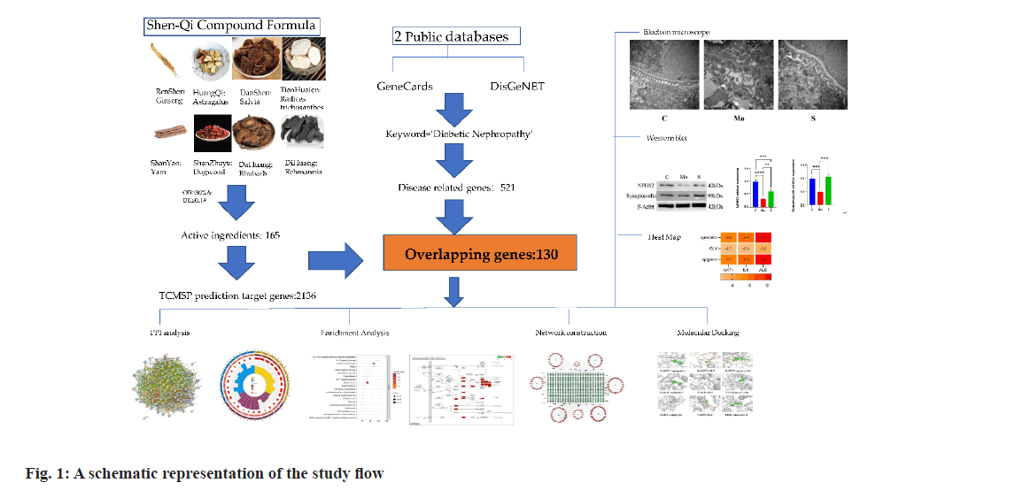IJPS-study-flow