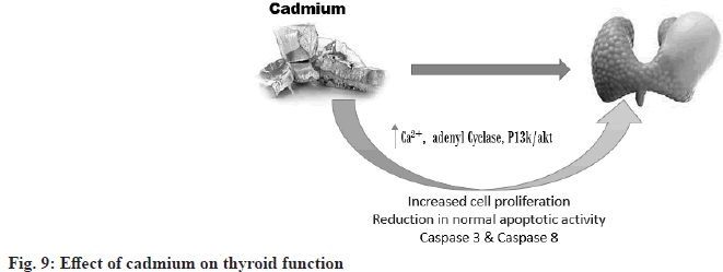 thyroid