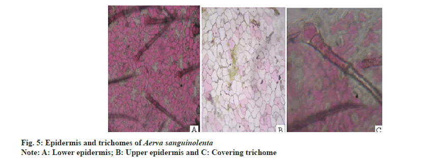 IJPS-trichomes