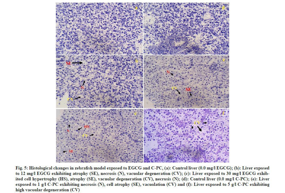 IJPS-vacuolar