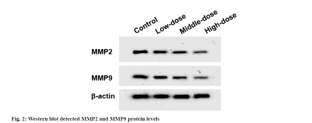 IJPS-western-blot
