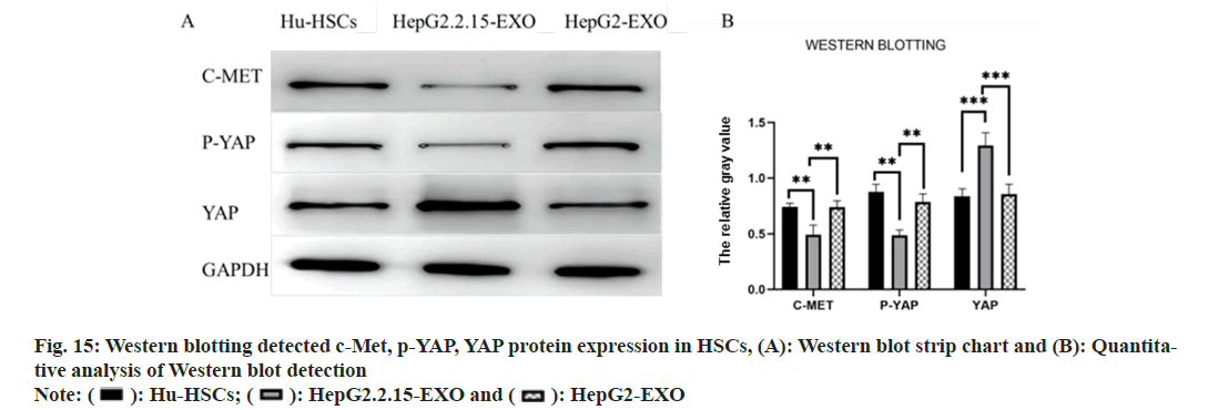 IJPS-western-blotting