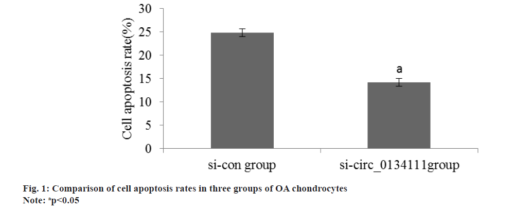 apoptosis