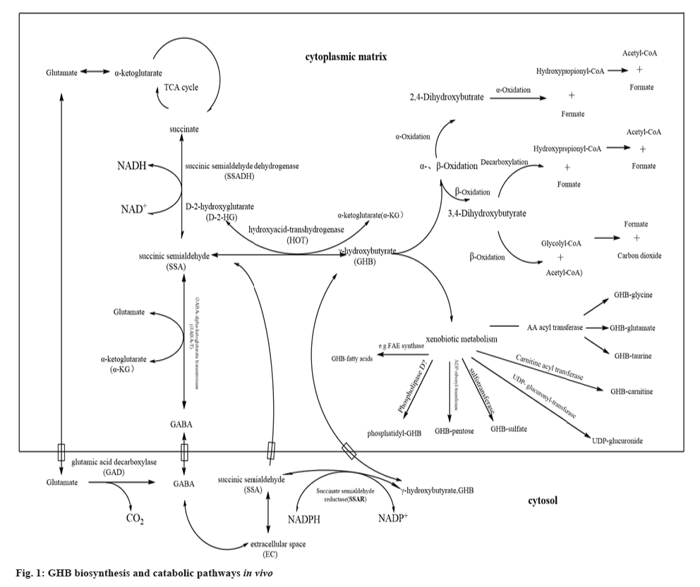 biosynthesis