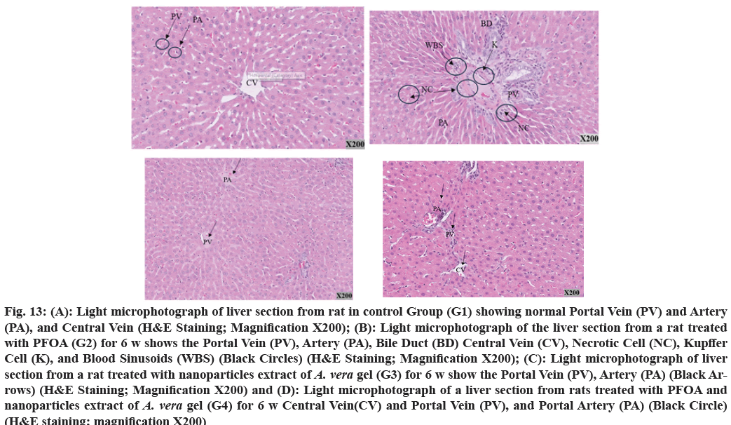 figure13A figure13A