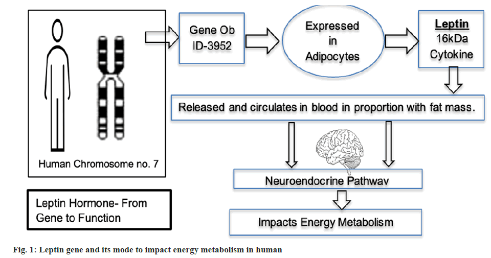 Leptin
