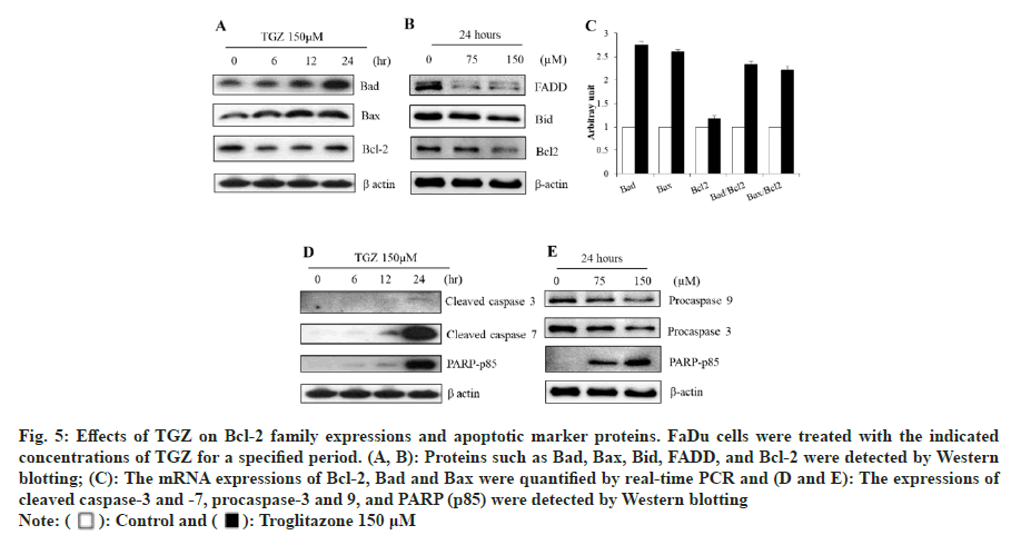 procaspase