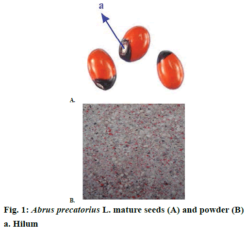 IJPS-Abrus-precatorius-mature-seeds