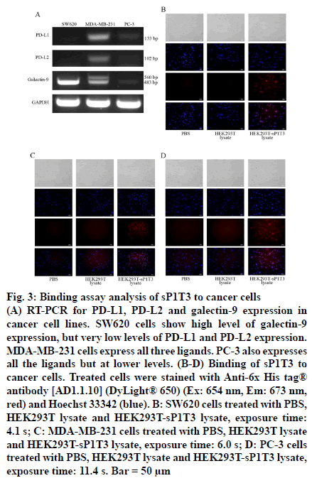 IJPS-Binding