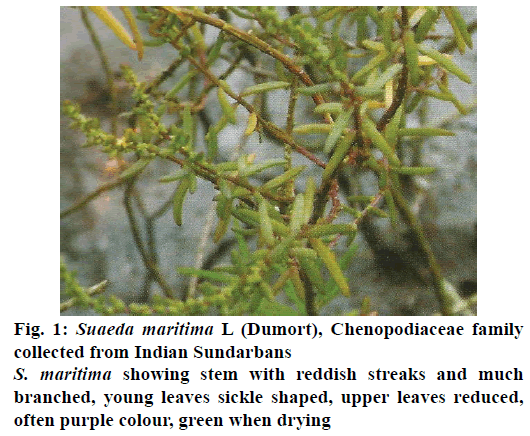 IJPS-Chenopodiaceae-family