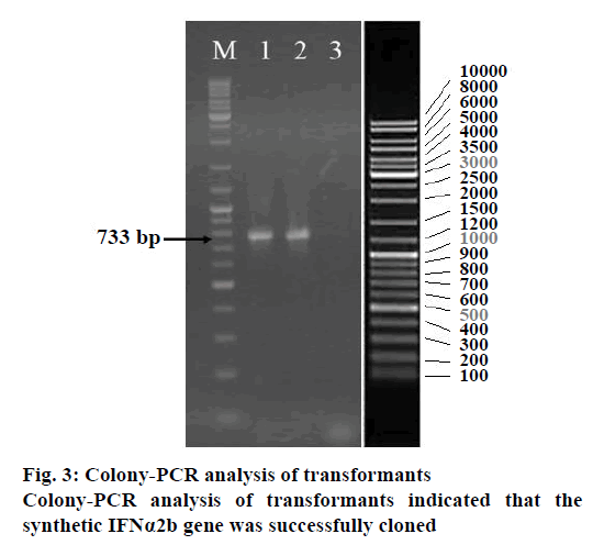 IJPS-Colony-PCR-analysis